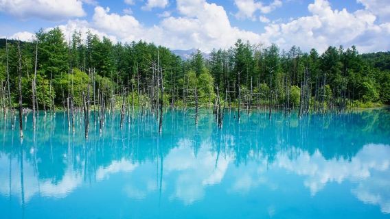 Hokkaido Lavendelfarm & Furano Blumentour ab Sapporo