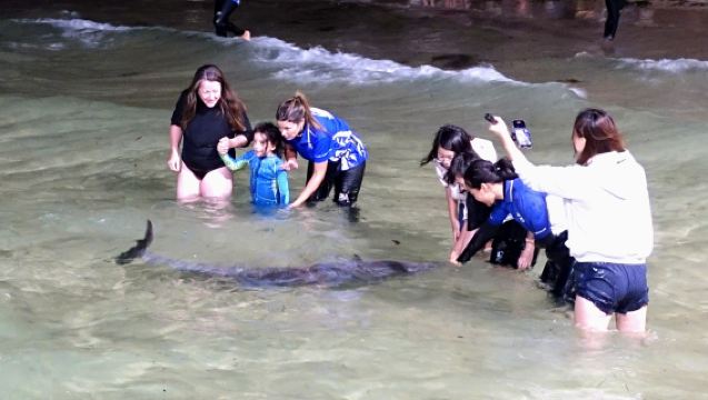 Excursión de un día a la Isla Moreton en Brisbane: Isla de los Delfines, ATV, exploración marina y sandboarding