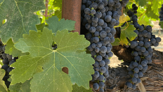 Napa: Guided Wine Tasting Tour with Picnic Lunch