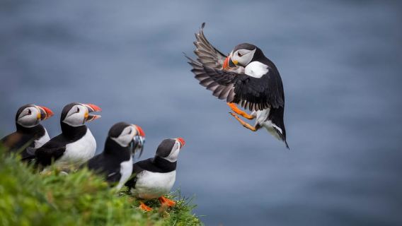 Seahouses: Seabird and Seal Cruise of the Farne Islands