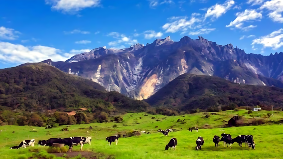 Trang trại bò sữa Công viên Quốc gia Sabah KINABALU, Spa cá cùng xe địa hình ATV tại KUNDASANG