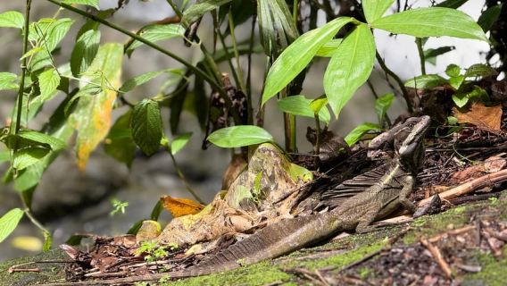 Quepos: Pengembaraan air terjun berpandu