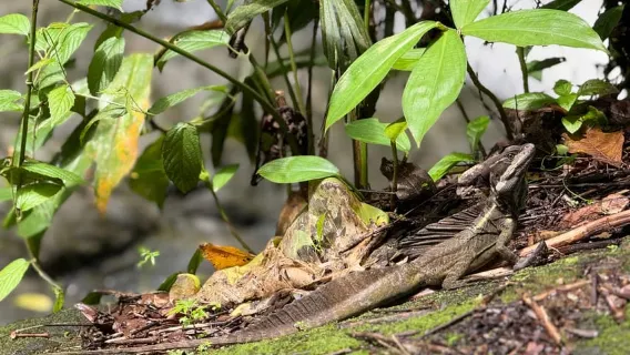 Quepos: Petualangan air terjun berpemandu