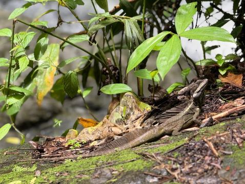 เกปอส: การผจญภัยน้ำตกพร้อมไกด์