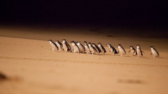 Phillip Island Penguin Parade + Puffing Billy Railway 1-day tour with city transfers