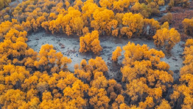 Taman Poplar Dunia*139 Perjalanan Meneroka Sendiri/Hutan Poplar + Shayan Zhou + 139 Tempat Rahsia