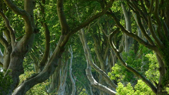 都柏林出發：鄧路斯城堡+巨人之路+黑暗樹籬【中文包車一日遊】