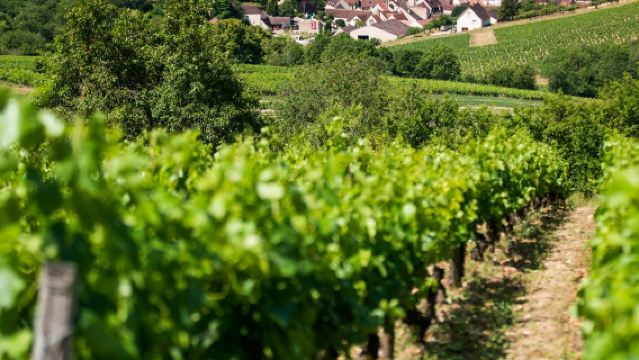 Burgundy: Perjalanan Sehari Menikmati Anggur dari Paris