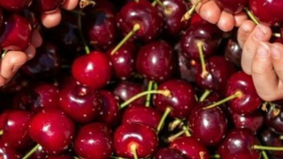 Melbourne: Puffing Billy Steam Train Ride + Cherry Picking & Chocolate Tasting