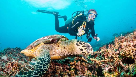 IndonesiaBaliNusa Penida Dive CenterScopri le immersionisubacquea5 ore [Per non subacquei]