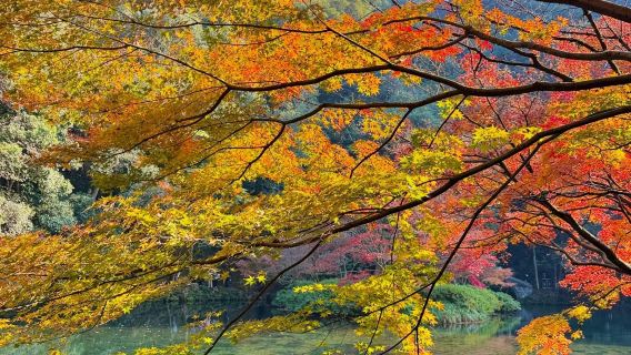 Hangzhou Nine Creeks half-day hiking tour [Nine Creeks and Eighteen Gullies fan painting + Longjing tea tasting + Eighteen Imperial Tea Trees]