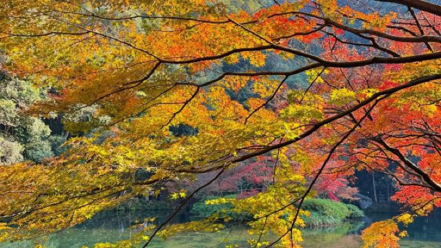 杭州九渓ハイキング半日帰りツアー【九渓十八涧の扇子絵付け+龍井茶試飲+十八棵御茶園】
