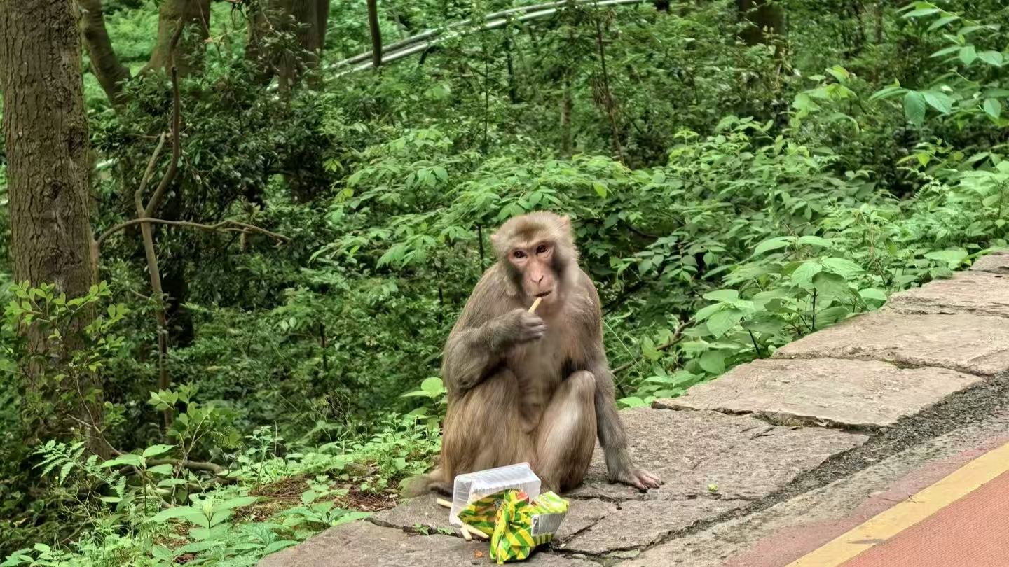 Qianling Mountain Park + Yelang Valley + Jia Xiu Pavilion + Qingyun Market + Huaguoyuan White House - Twin Towers