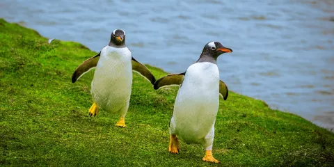 【優惠大促】墨爾本菲利普島+普芬比利蒸汽火車一日遊#企鵝島