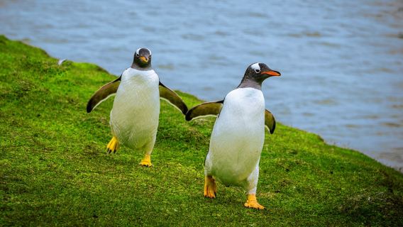 【12月優惠】墨爾本菲利普島+普芬比利蒸汽火車一日遊#企鵝島