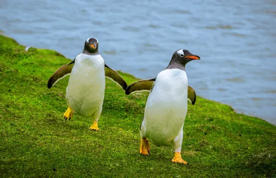 【優惠大促】墨爾本菲利普島+普芬比利蒸汽火車一日遊#企鵝島