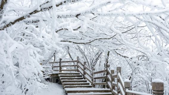 Hanzhong Departure Micang Mountain National Forest Park and Guangwu Mountain Snow Viewing Day Tour