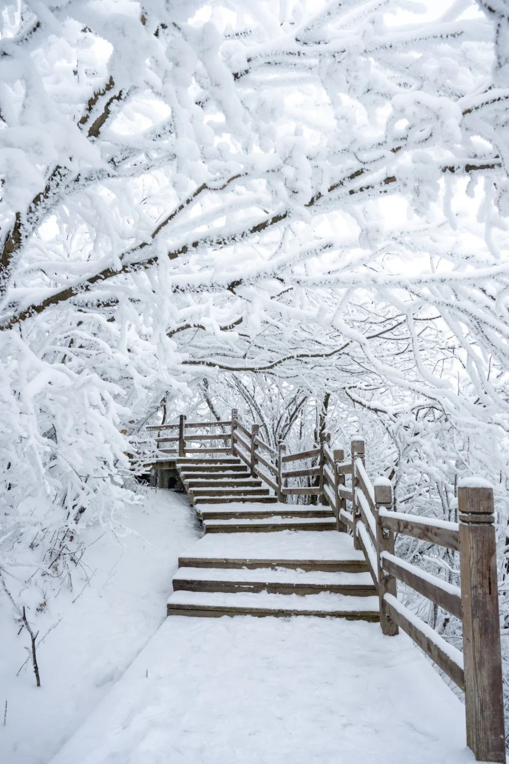 漢中出發米倉山國家森林公園·光霧山賞雪1日遊