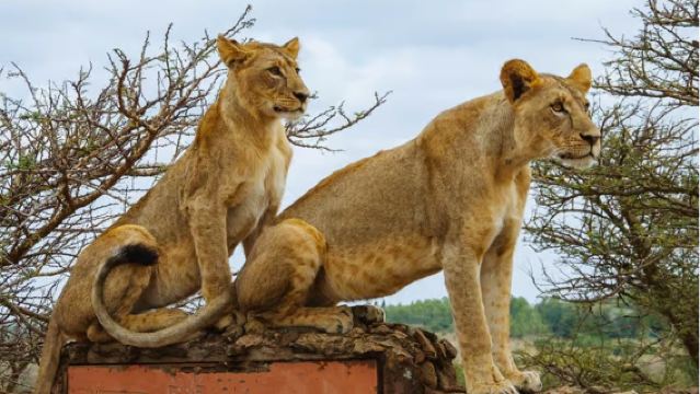 ケニア・ナイロビ半日帰りツアー 国立公園/ジラフ・センター/2名様より予約可