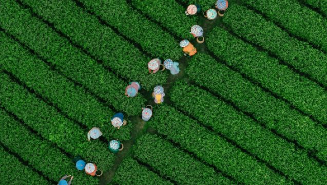 Hangzhou - Village du Puits du Dragon au bord du lac de l'Ouest · Expérience de cultivateur de thé | Découvrez les arômes du thé, immersion dans la culture du thé [Cueillette du thé + Torréfaction du thé patrimoine immatériel + Dégustation de thé + Guide touristique en chinois/anglais/allemand/français/japonais]