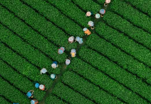 Hangzhou West Lake Longjing Village Tea Farmer Experience | Savor the Aroma of Tea, Immersive Tea Culture Experience [Tea Picking + Intangible...