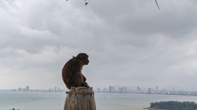 【峴港品質樂遊】五行山｜山茶半島＋迦南島＋會安一日遊