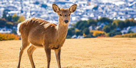 打卡關西三大名所!嵐山・伏見稻荷・奈良公園一日遊