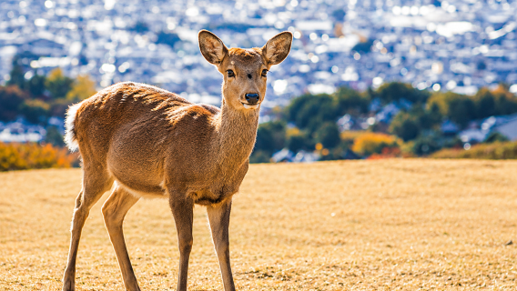 Vieraile Kansain kolmessa kuuluisassa kohteessa! Arashiyama, Fushimi Inari ja Naran puiston päiväretki
