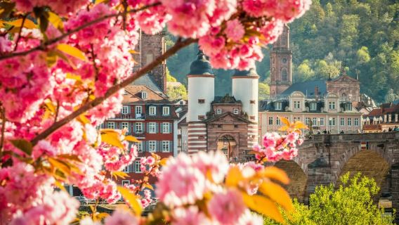 Heidelberg: Tour đi bộ khám phá Phố Cổ