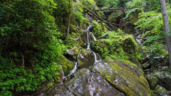 Pigeon Forge: Roaring Fork Area Smoky Mountains Jeep Tour