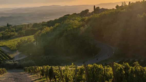 Winery Visit, Vineyard Walk & Wine Tasting near Grosseto
