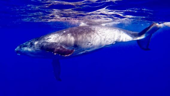 オアフ島：ホエールウォッチングクルーズ（ホエールウォッチング保証）