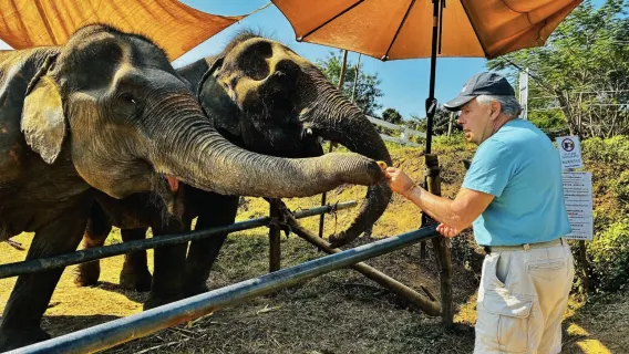 [Excursión de un día en Chiang Mai] Cascada Pegajosa + Café Elely de Elefantes + Fabricación de Papel con Caca de Elefante