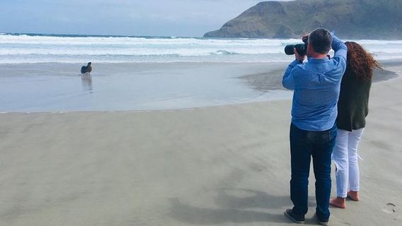 DunedinTours