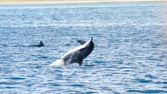ล่องเรือในมอริเชียส: ทัวร์ชมโลมา ปลาวาฬ และดำน้ำตื้น | รวม อาหารเช้า และแซนด์วิช | กลุ่มเล็ก 8-9 คน | อ่าวทามาริน
