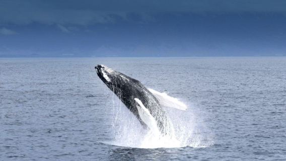 ReykjavikExperiences