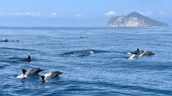 宜蘭｜登島・賞鯨・環繞龜山島｜宜蘭龜山島半日遊｜活動贈小禮