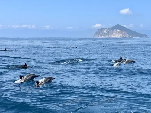 宜蘭|登島・賞鯨・環繞龜山島|宜蘭龜山島半日遊|活動贈小禮