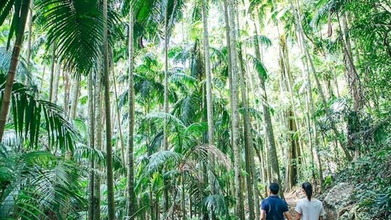 Gunung Tamborine: Lawatan Berpandu dengan Pemindahan, Makan Tengahari & Minuman
