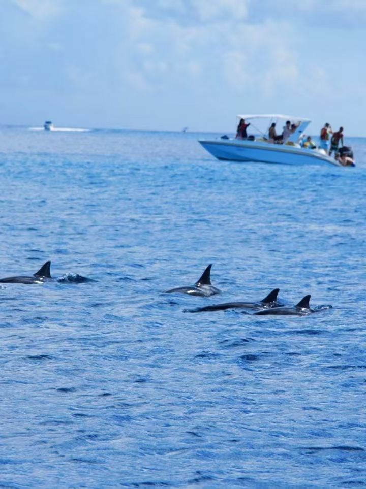 Excursion à la journée à la Baie du Tamarin à l'Île Maurice - Observation des dauphins en catamaran + Île aux Bénitiers + Déjeuner + Équipement de snorkeling fourni