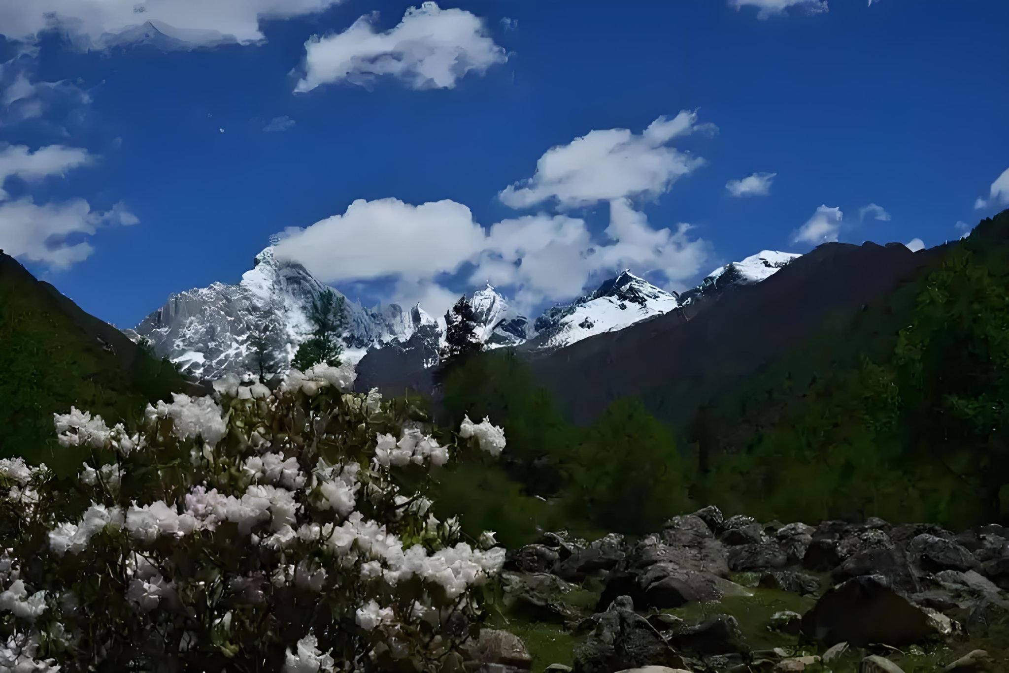 Departing from Chengdu: One-Day Tour to Shuangqiao Valley in Siguniang Mountain (Snow-Capped Peaks and Flower Fields)|Senior driver