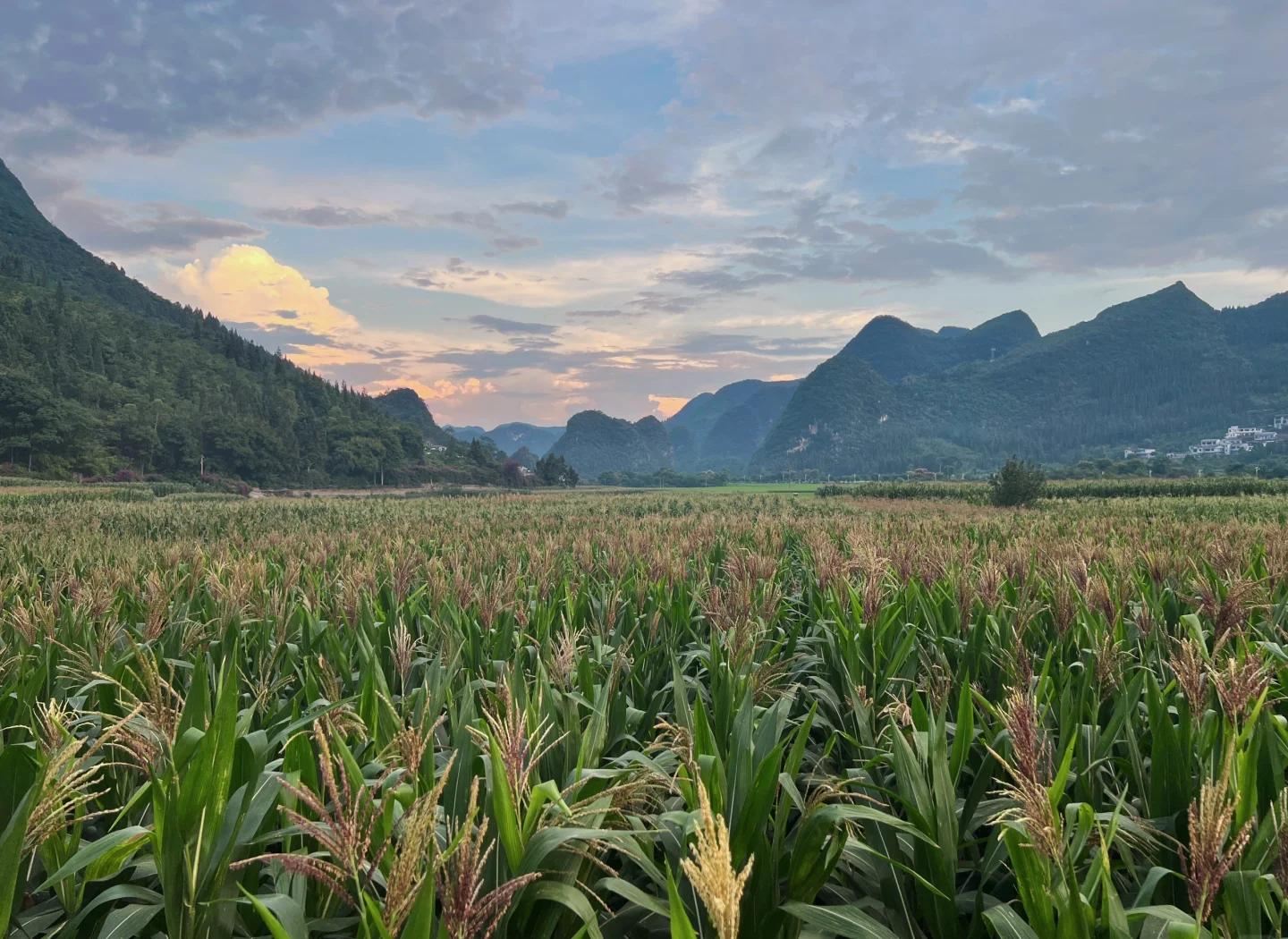 Qianxinan - Forêt des Dix Mille Pics + Gorge de Malinghe - Guide touristique/Voiture avec chauffeur VIP/Excursion d'une journée V