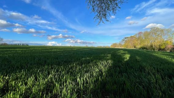 Entra nel dipinto, tocca le radici e torna indietro nel tempo!