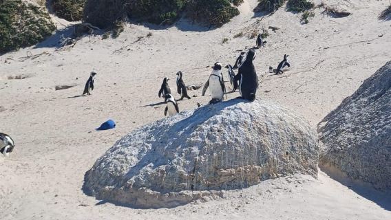 Cape Town .Penguin & Cape of good hope Half day Share Tour