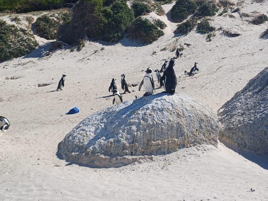 Robben island,Cape of good hope ,Penguin, Muizenberg,Bokaap