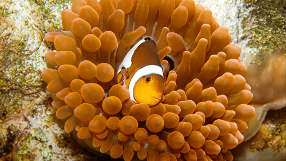 Zaragoza: entrada al Acuario