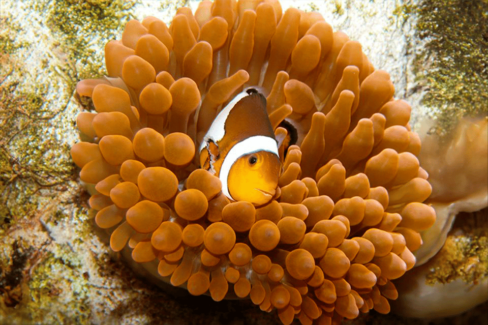 Zaragoza: entrada al Acuario