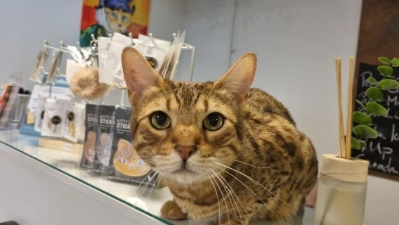 Budapest: Entrada al Museo del Gato de Budapest