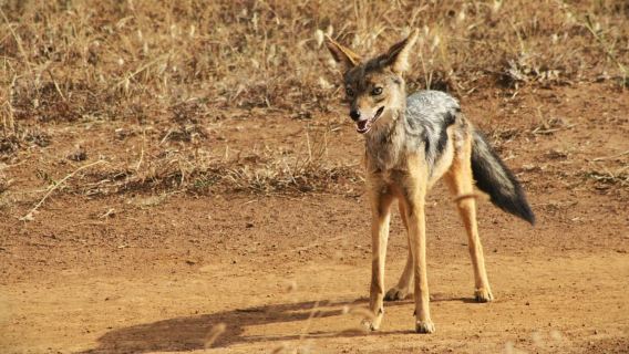 Kenya: 5-Day Road Trip to Lake Victoria from Nairobi