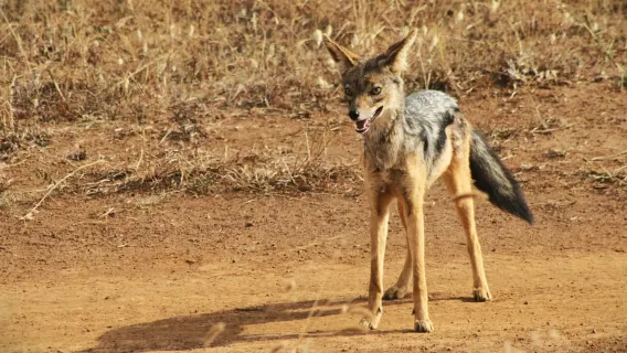 Kenya: Chuyến đi đường bộ 5 ngày đến Hồ Victoria từ Nairobi